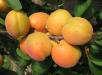 Click for 1 image(s) for this accession. Fruit